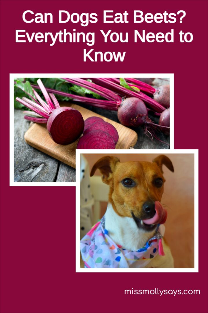 Can Dogs Eat Beets? Find out in this Comprehensive Guide
