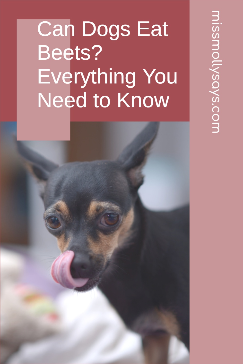 Can Dogs Eat Beets? Find out in this Comprehensive Guide