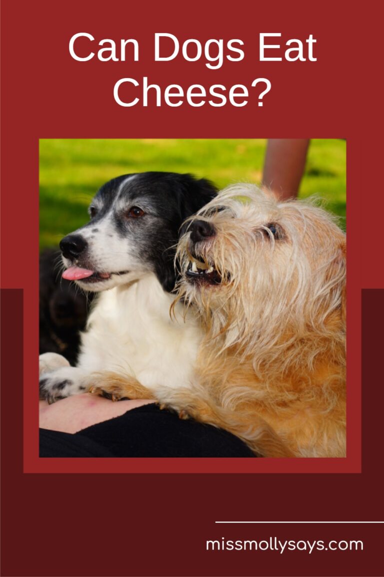 Can Dogs Eat Cheese? Is It Safe or Risky for Their Health?