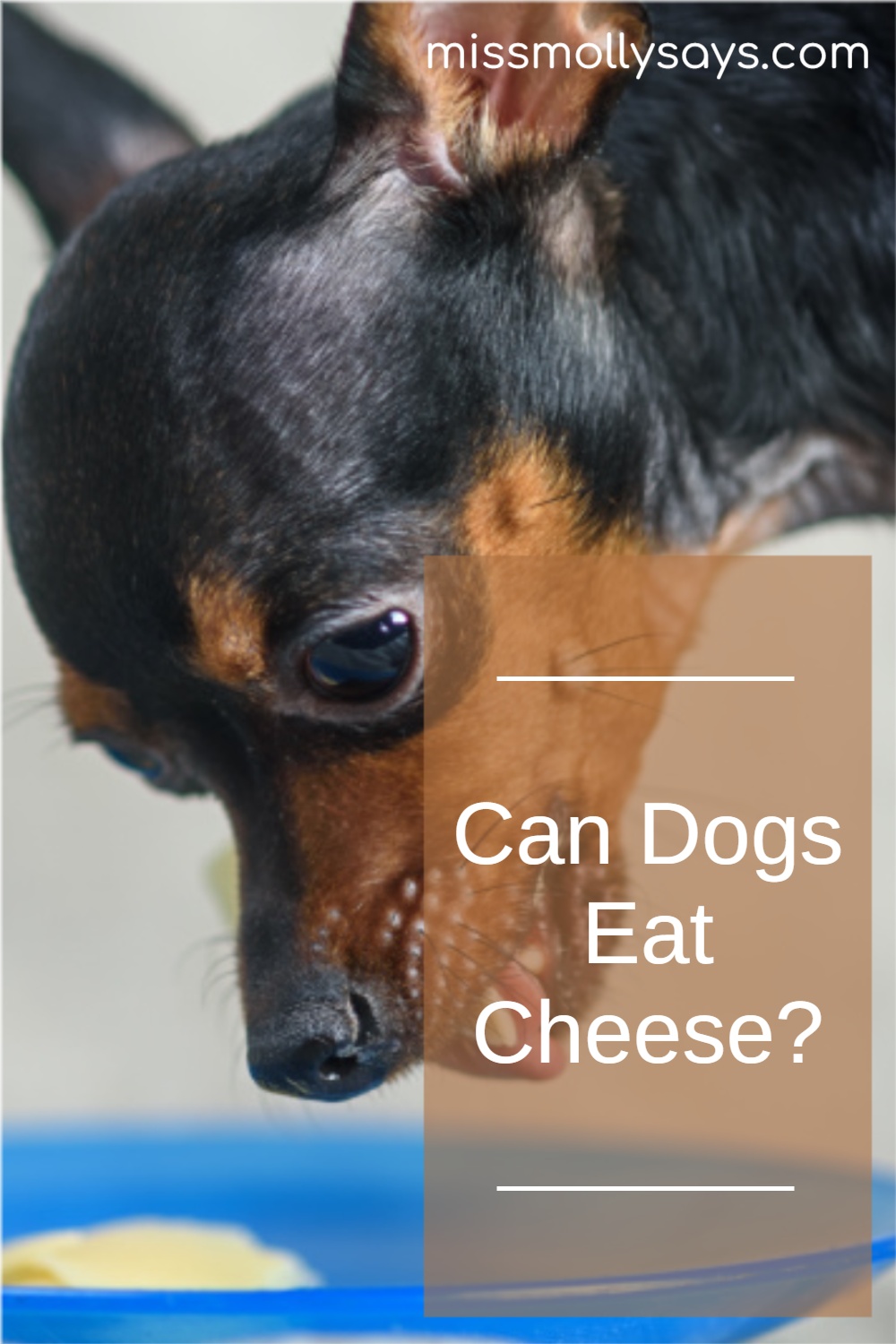 Can Dogs Eat Cheese? Is It Safe or Risky for Their Health?