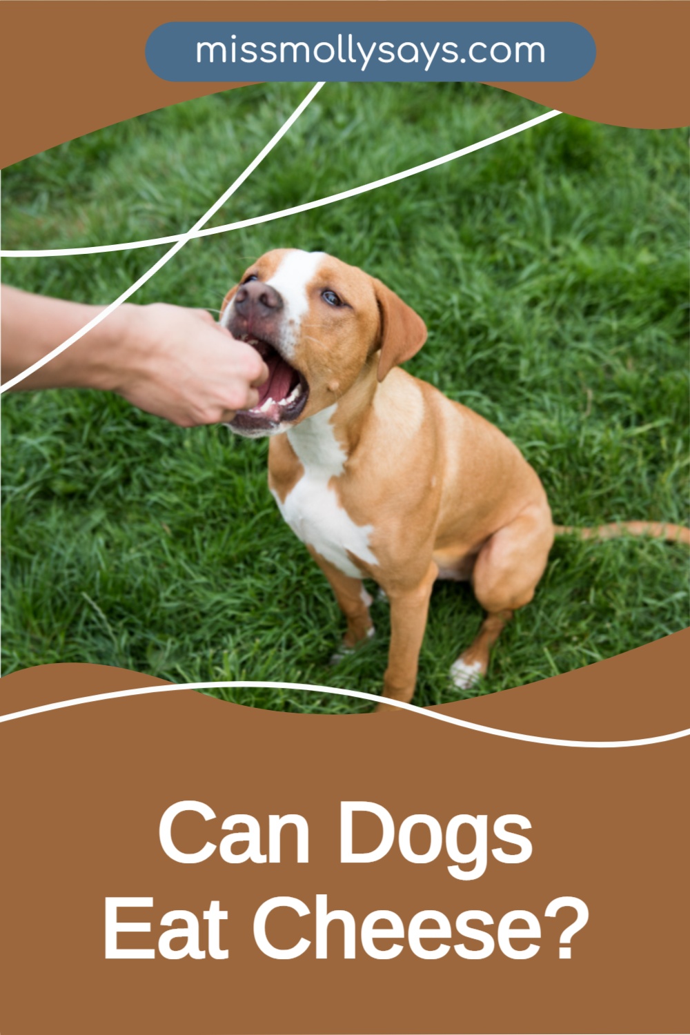 Can Dogs Eat Cheese? Is It Safe or Risky for Their Health?