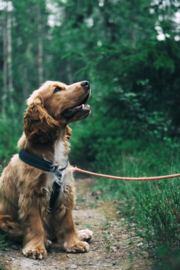 English Cocker Spaniel puppy sitting on the ground