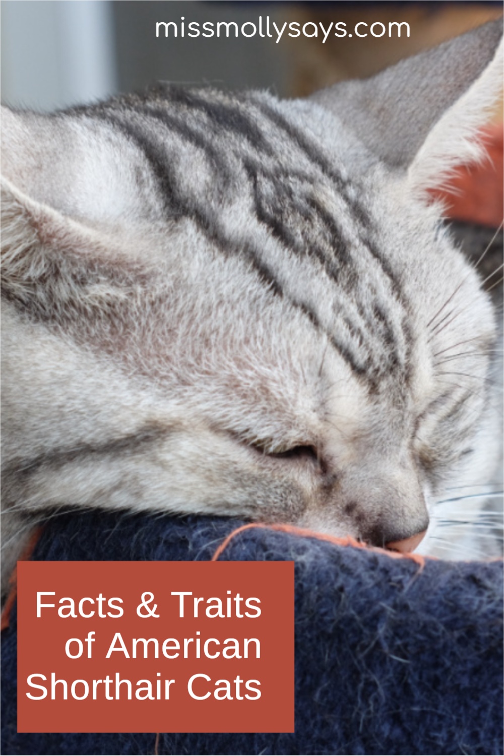 Facts & Traits of American Shorthair Cats Miss Molly Says
