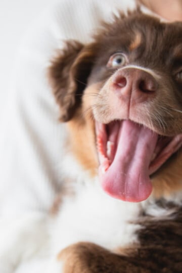 Happy smiling brown and white puppy in owners arms