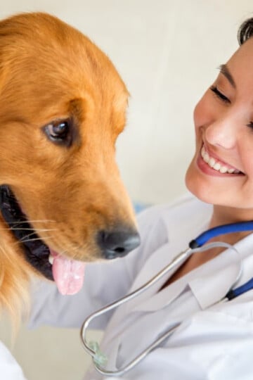 Large brown dog with a smiling veterinarian