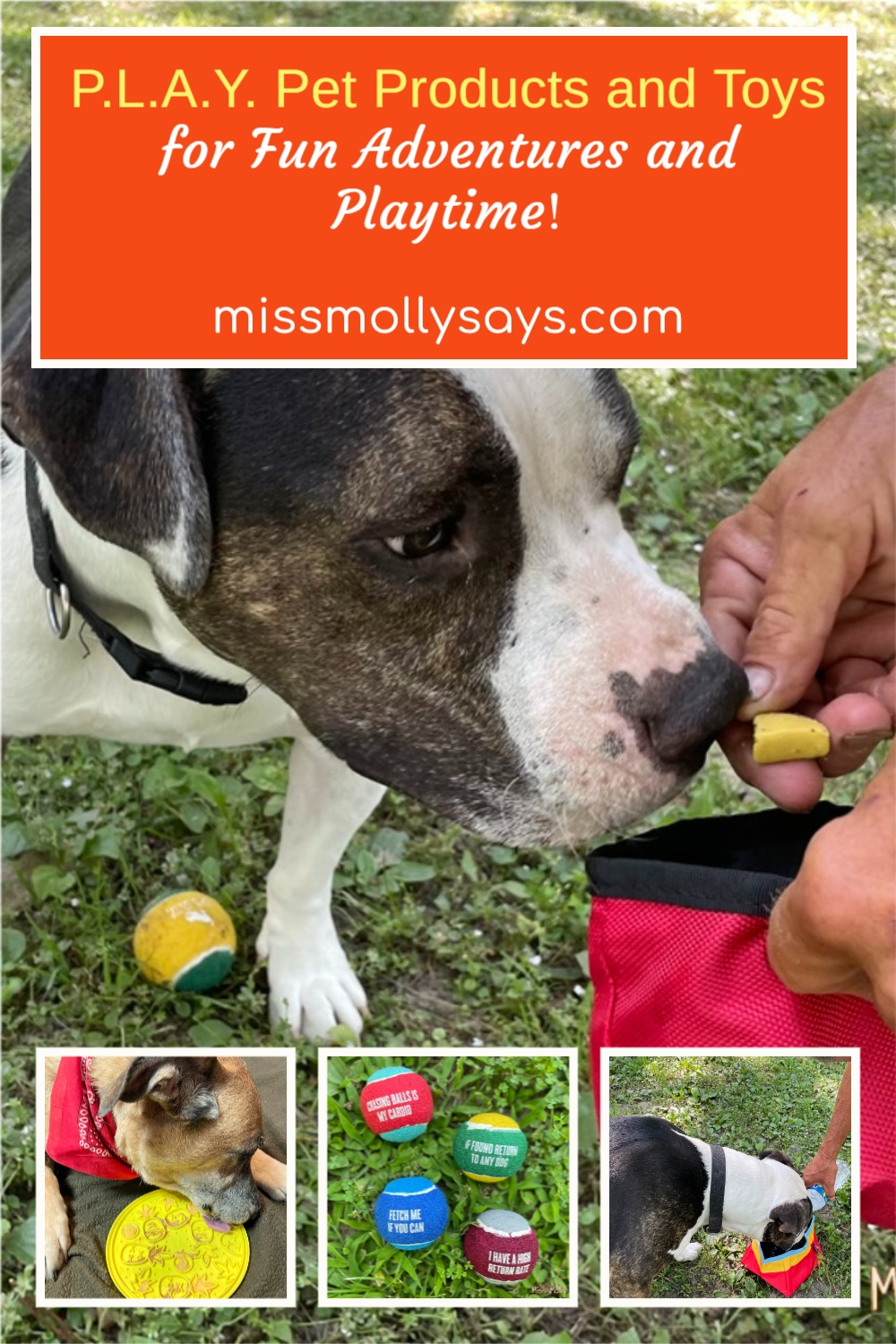 P.L.A.Y. Pet Products and Toys for Fun Adventures and Playtime!