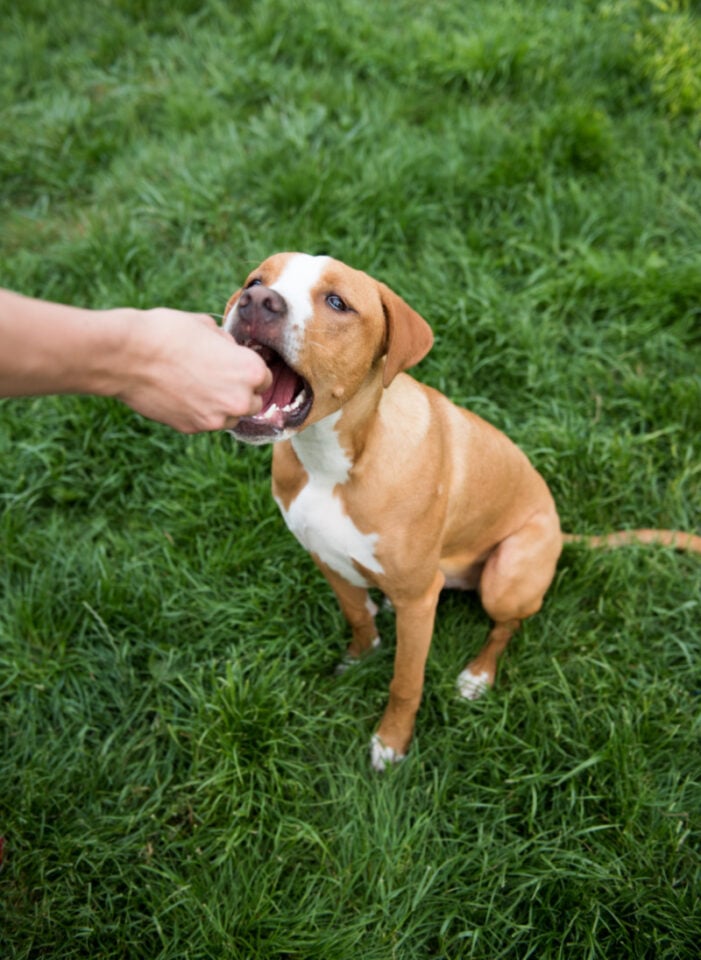 Can Dogs Eat Cheese? Is It Safe or Risky for Their Health?