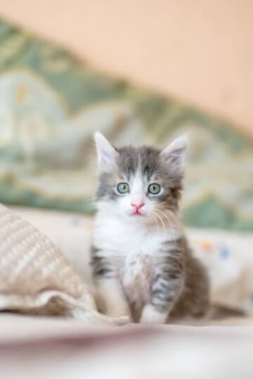 Small gray and white kitten sitting on a bed