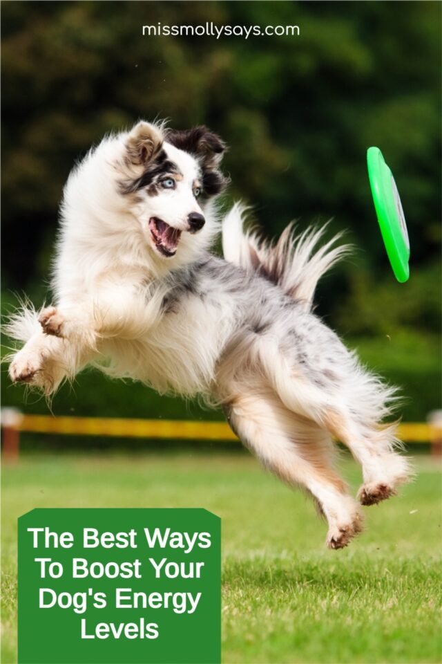 The Best Ways To Boost Your Dog's Energy Levels