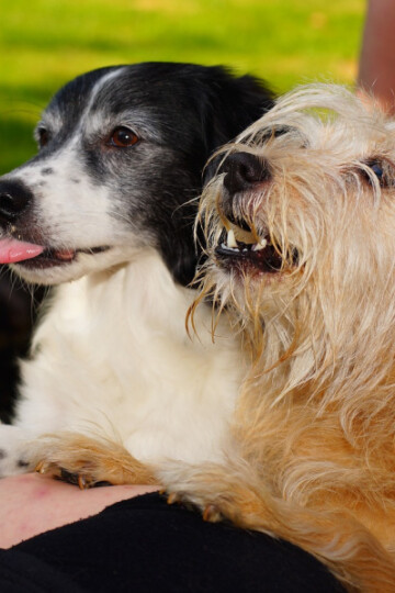 Two dogs waiting on a treat