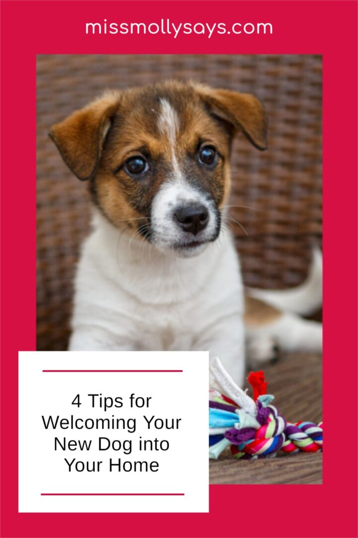4 Tips for Your New Dog into Your Home Miss Molly Says