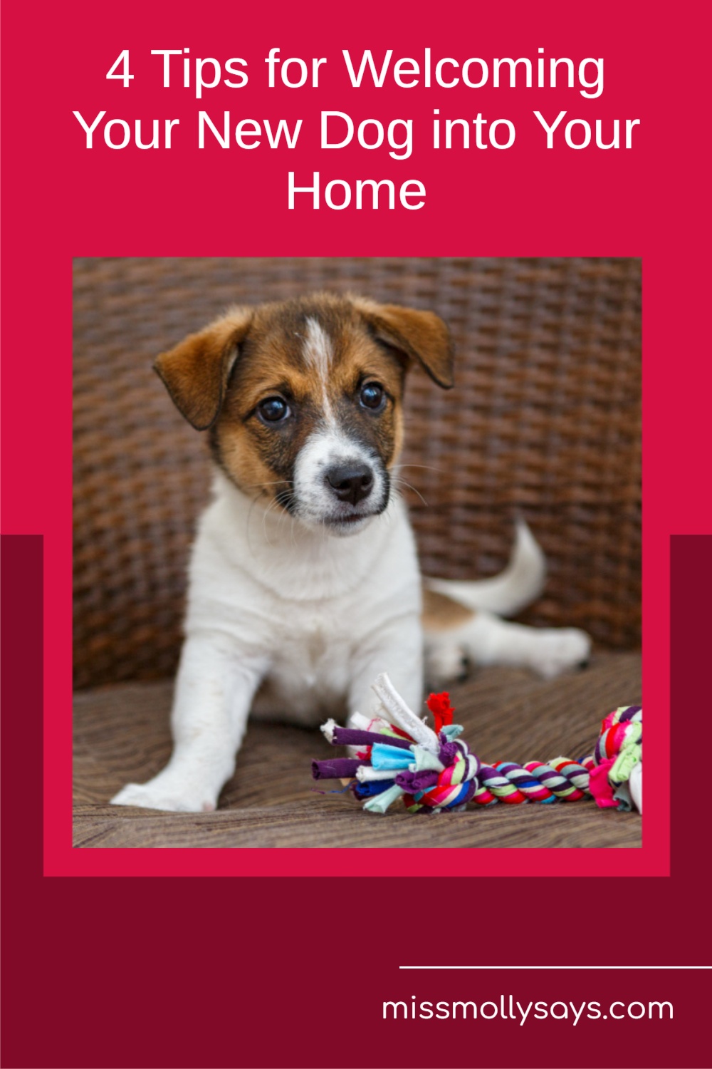 4 Tips for Your New Dog into Your Home Miss Molly Says