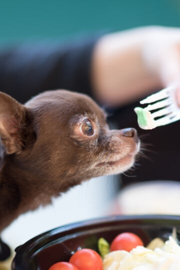 Brown Chihuahua on a person's lap being offered a cucumber slice on a fork