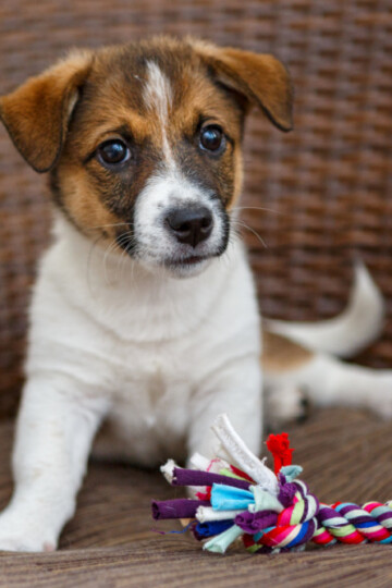 Cute brown and white puppy sitting in a chair with a rope toy