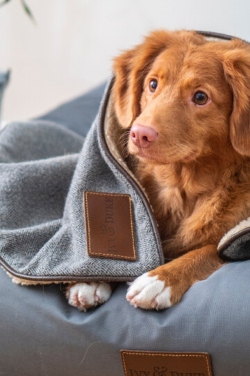 Cute dog with blanket in a pet bed