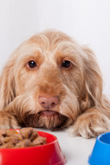 Dog looking on table at dog food bowls filled with food