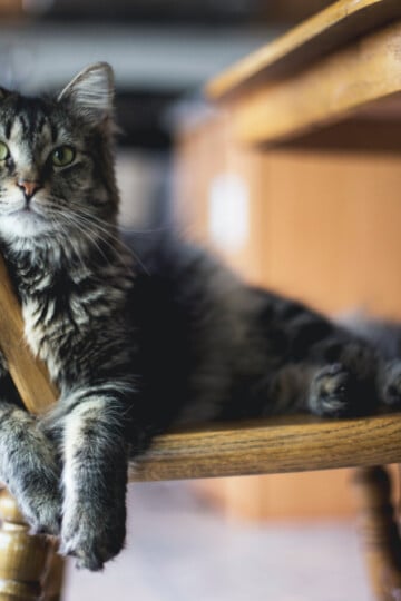 Gray cat sitting on a wooden kitchen chair