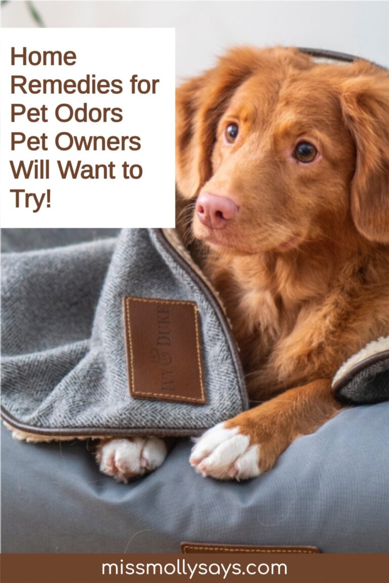 Home Remedies for Pet Odors Easy Inexpensive Solutions Miss Molly Says