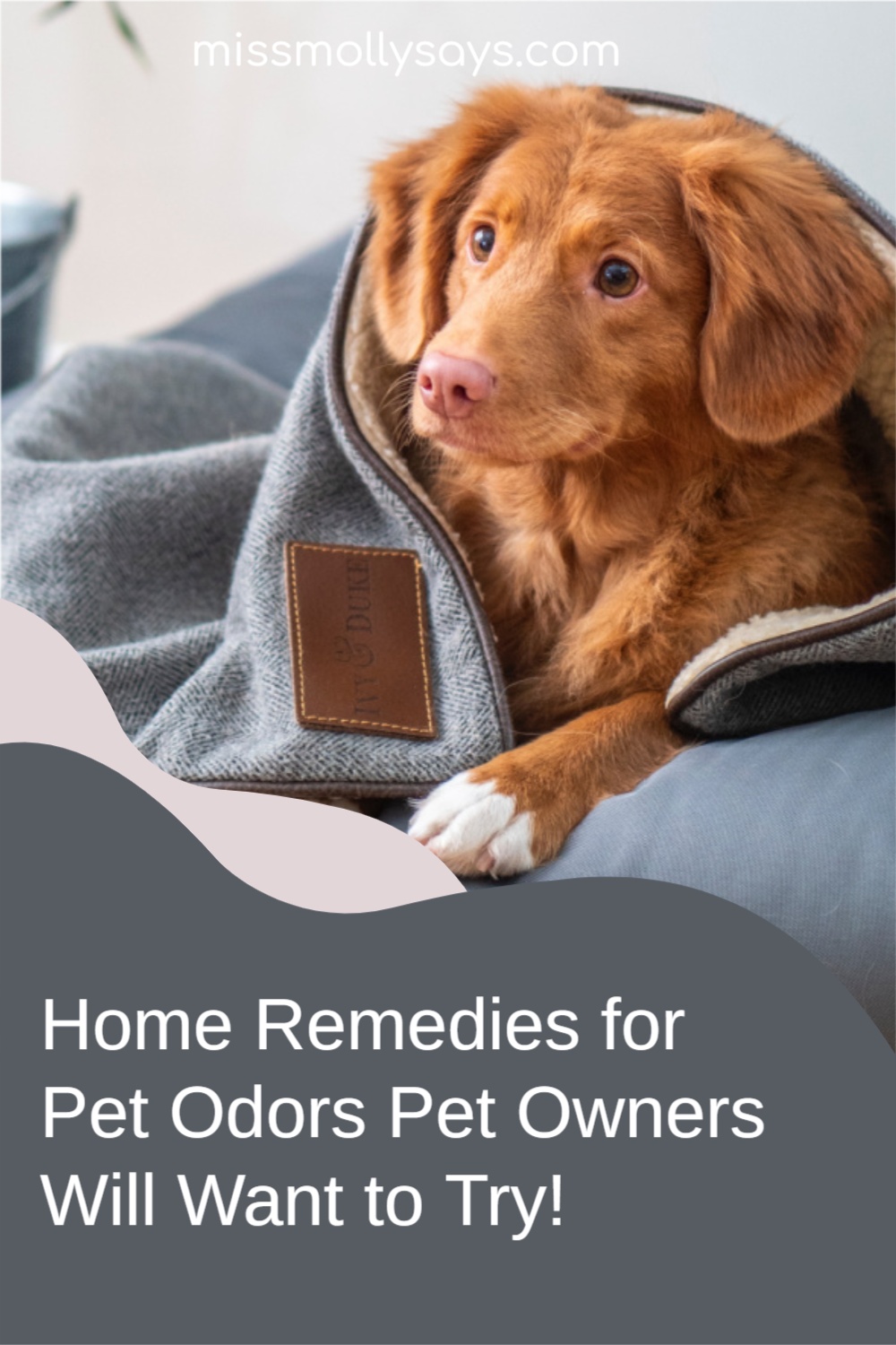 Home Remedies for Pet Odors Easy Inexpensive Solutions Miss Molly Says
