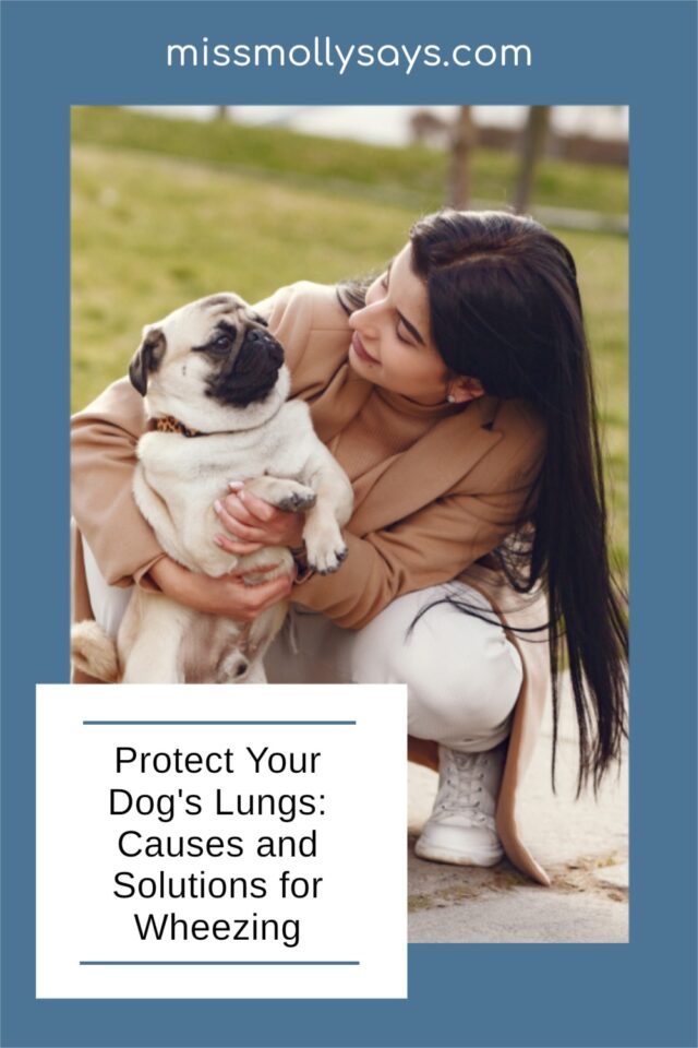Protect Your Dog's Lungs Causes and Solutions for Wheezing