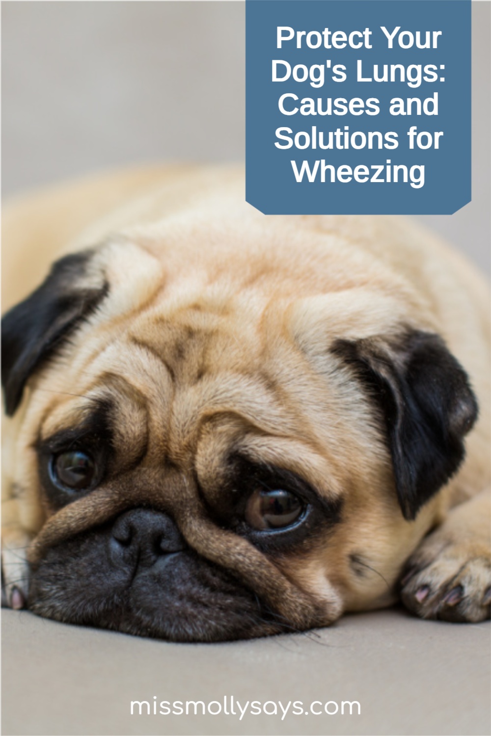 Protect Your Dog's Lungs Causes and Solutions for Wheezing