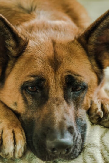Sad-looking German Shepherd dog laying on a bed