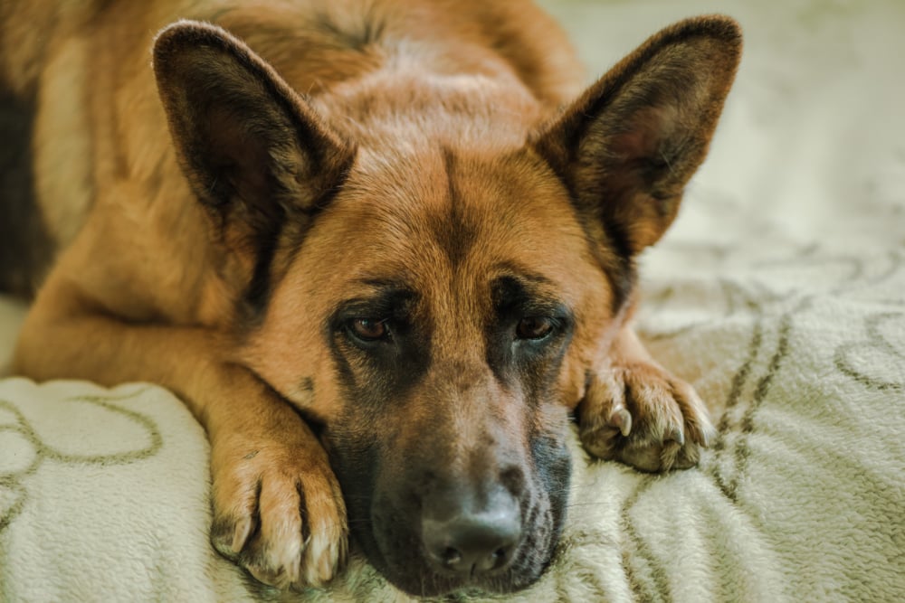 Curated visual reference: Visual Reference: Blocked Bowel In Dogs Symptoms Causes And Treatment