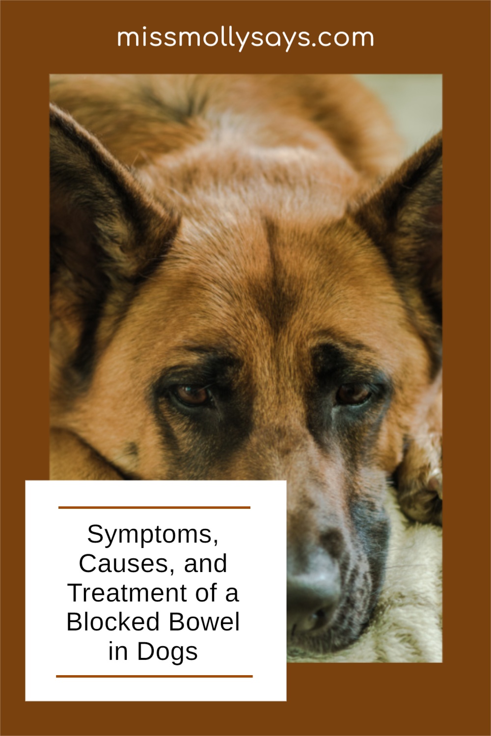 Blocked Bowel in Dogs Symptoms, Causes, and Treatment Miss Molly Says