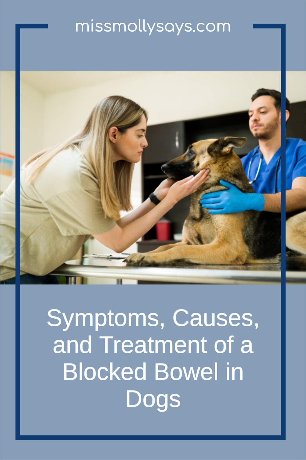 Blocked Bowel in Dogs Symptoms, Causes, and Treatment Miss Molly Says