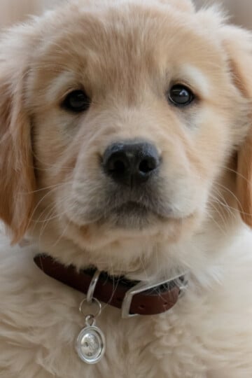 White fluffy puppy staring at the camera