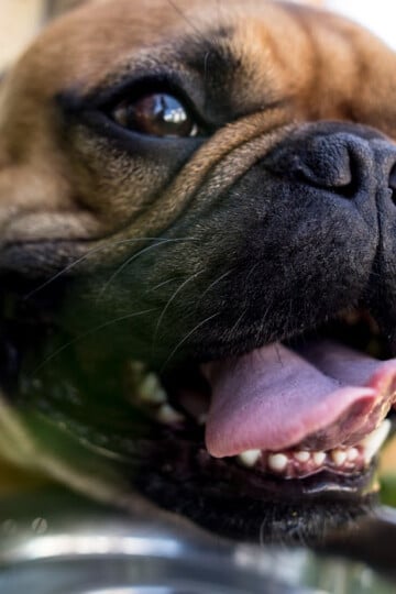 Closeup of Bull dog drinking water from a bowl feature