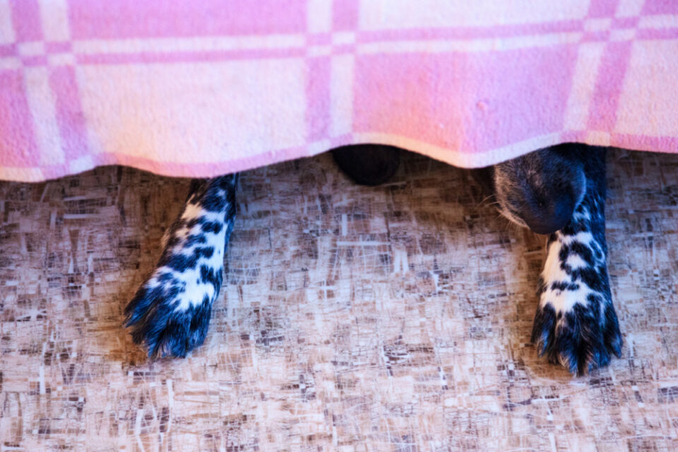 Why Do Dogs Sleep Under Beds? Miss Molly Says