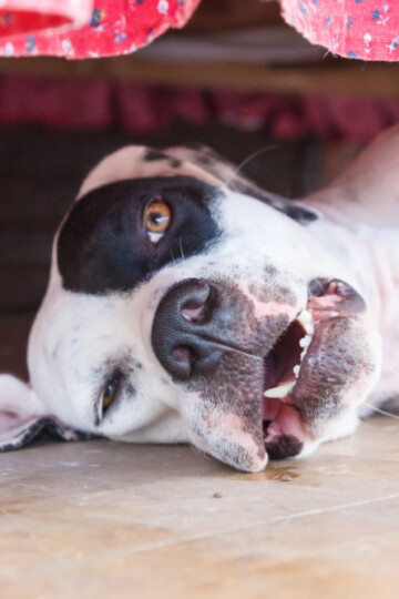 Large black and white dog laying under the bed looking out
