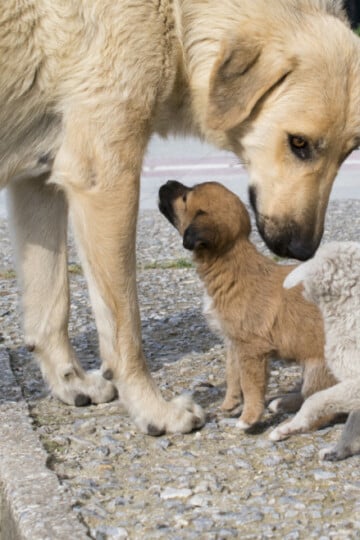 Large golden-colored dog with her two puppies