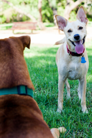 Two dogs meeting at the dog park