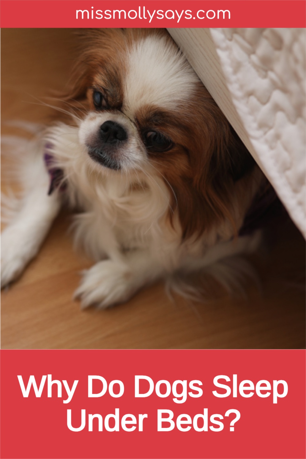 Why Do Dogs Sleep Under Beds? Miss Molly Says