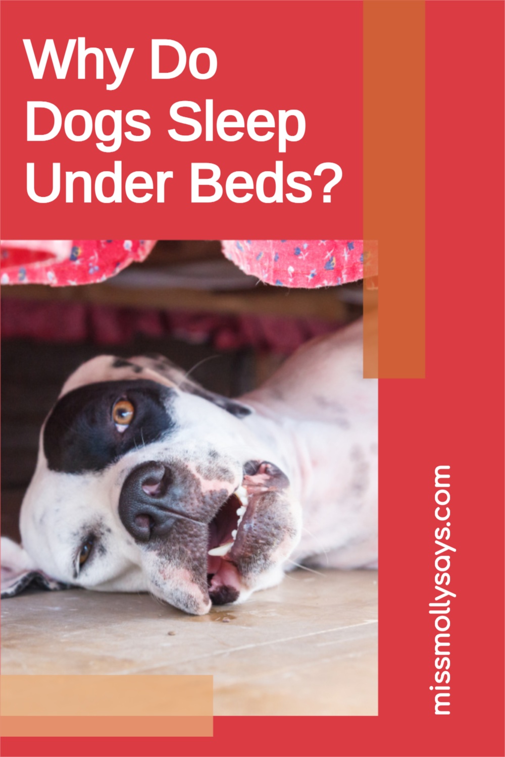 Why Do Dogs Sleep Under Beds? Miss Molly Says