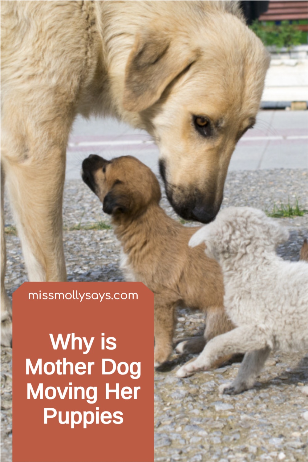 Mother Dog Moving Her Puppies Miss Molly Says