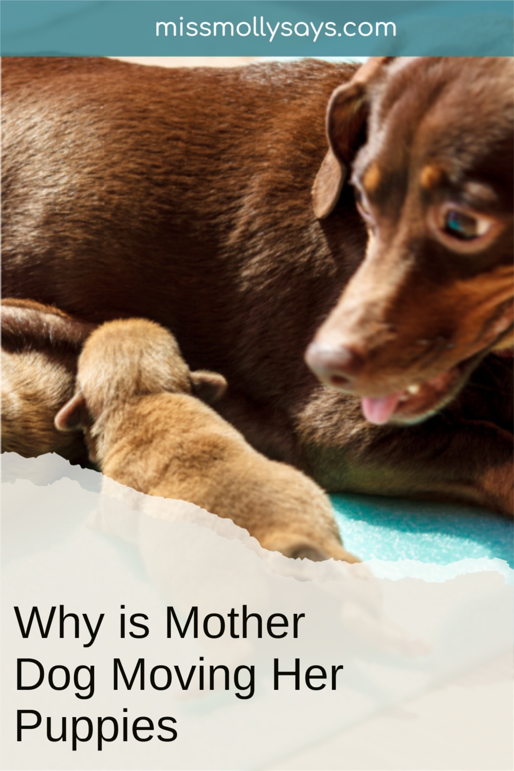 Mother Dog Moving Her Puppies Miss Molly Says