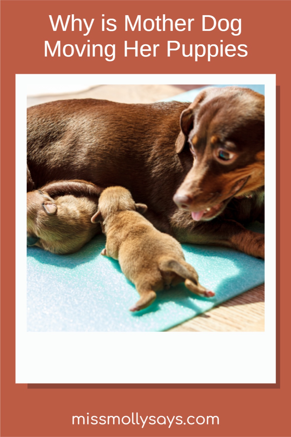 Mother Dog Moving Her Puppies Miss Molly Says