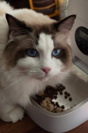 Cat eating food from a feeder