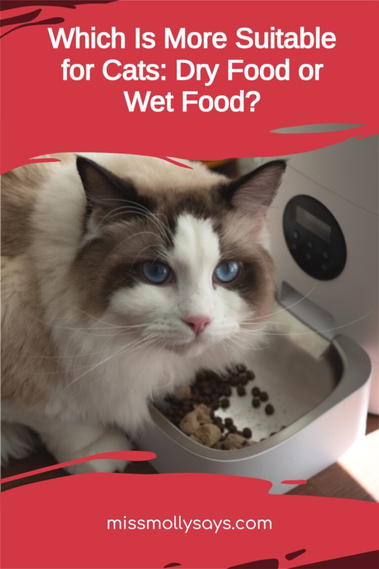 Which Is More Suitable for Cats Dry Food or Wet Food? Miss Molly Says