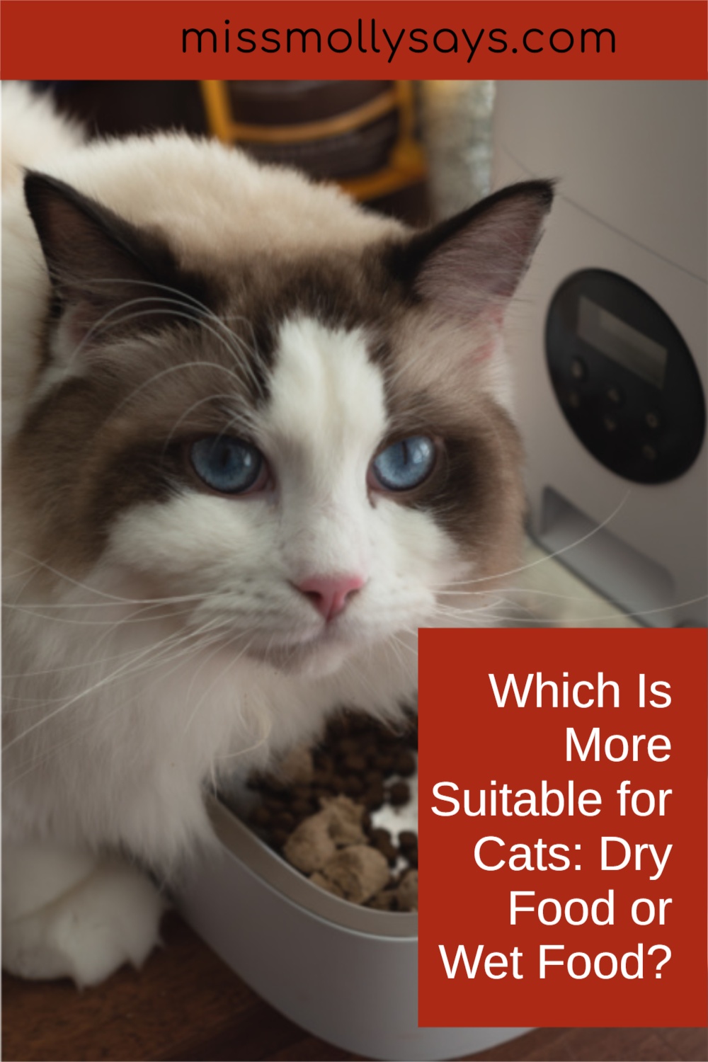 Which Is More Suitable for Cats Dry Food or Wet Food? Miss Molly Says