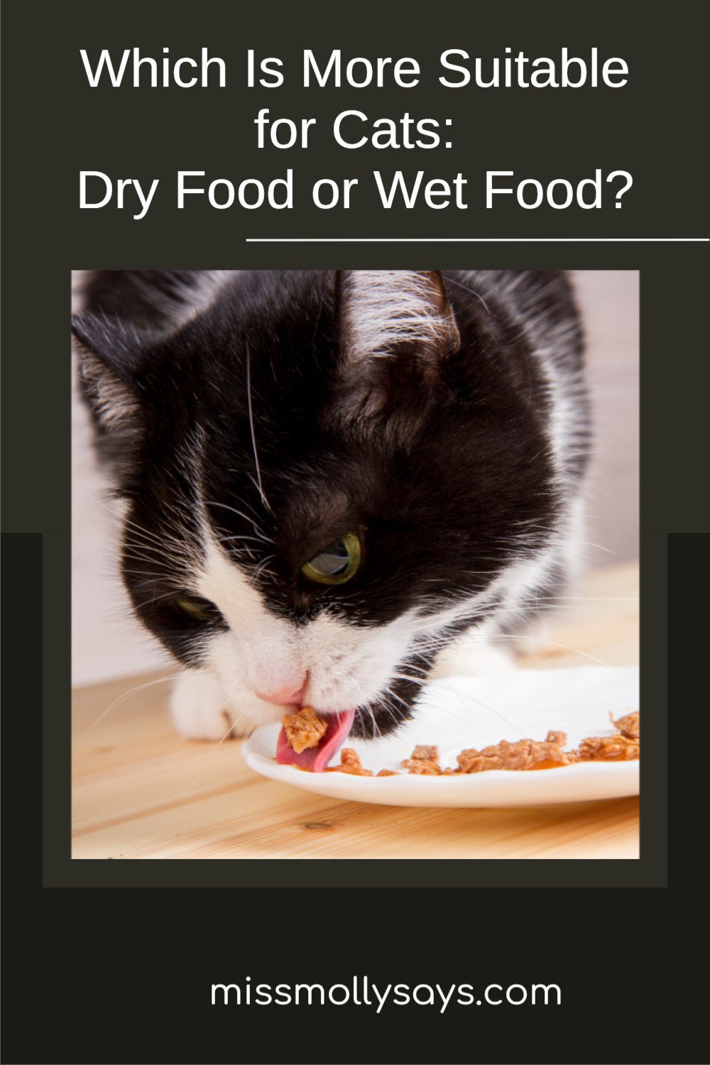 Which Is More Suitable for Cats Dry Food or Wet Food? Miss Molly Says