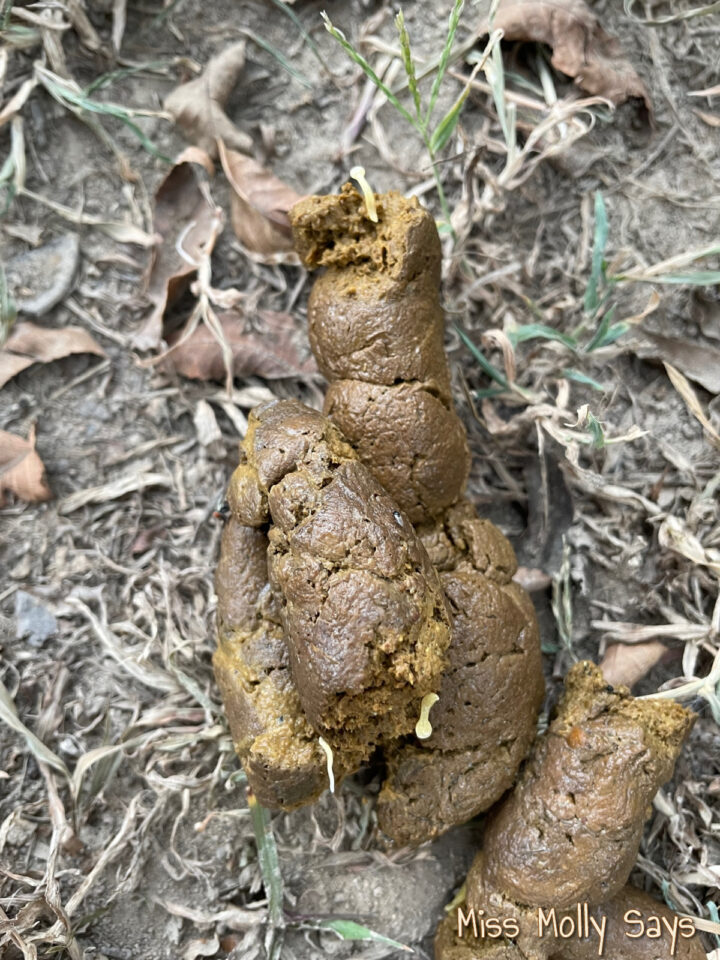 How to Prevent and Treat Tapeworms in Dogs (tapeworm images)