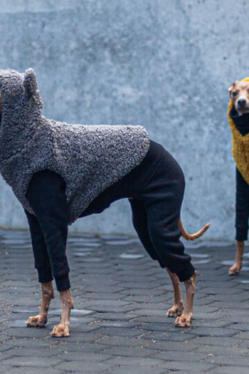 Italian greyhounds wearing coats
