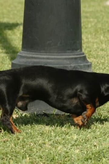 Black Dachshund sniffing the ground in front of dog poop