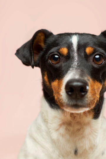 Black and white coated dog