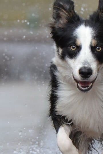 Border Collie running through water