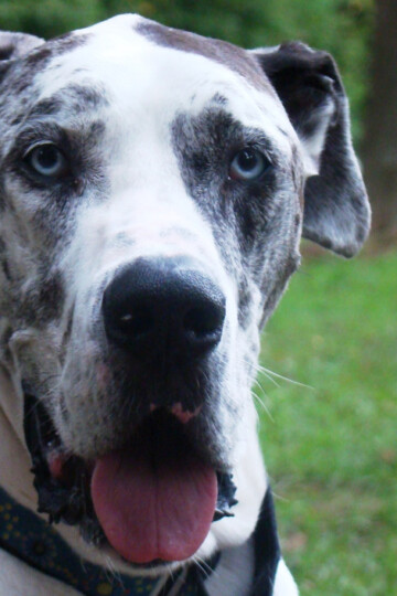 Closeup of a Harlequin Great Dane with blue eyes